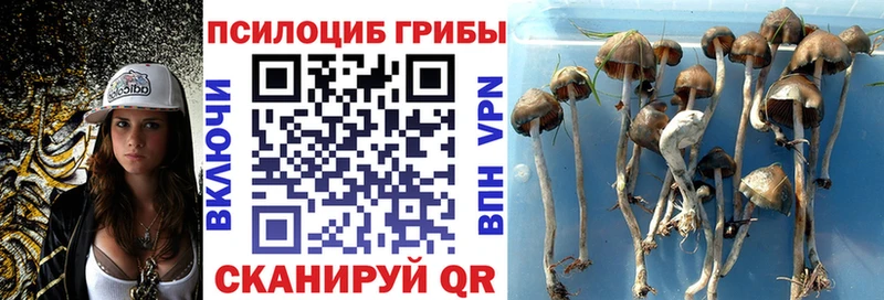 Псилоцибиновые грибы Psilocybe  Старый Крым 